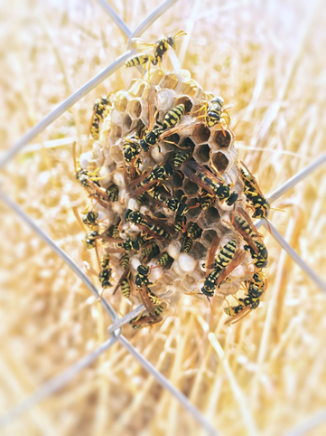 Picture of a bee hive with bees 