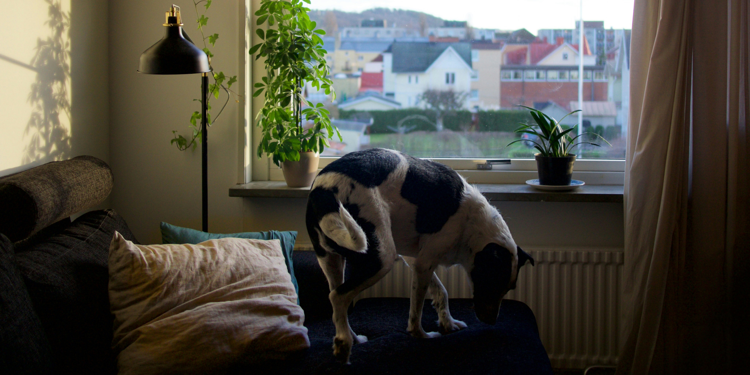 hund som står i en sofa ved et vindu