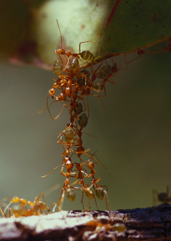 Tower made of ants