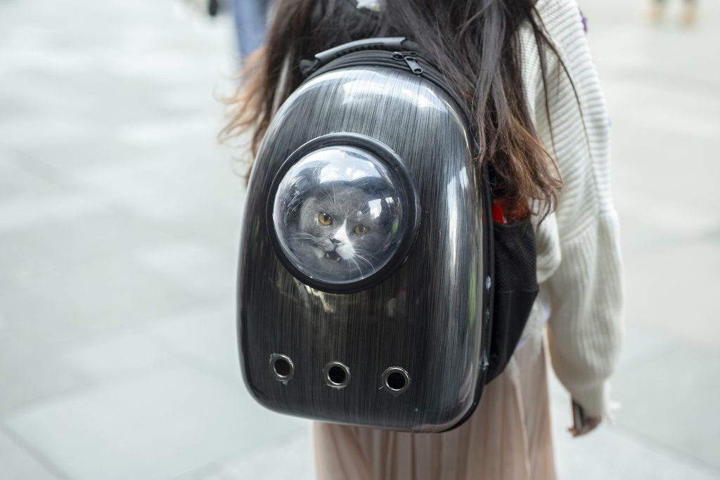 cat in a bagpack looking out of a window