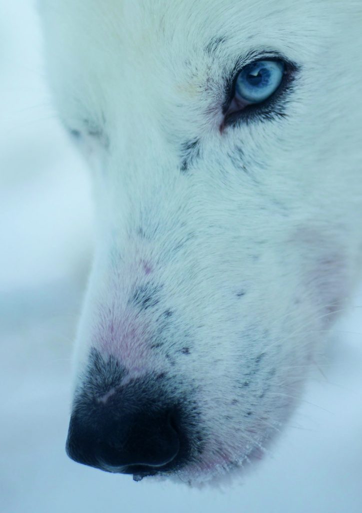 close up of a white dogs blue eye