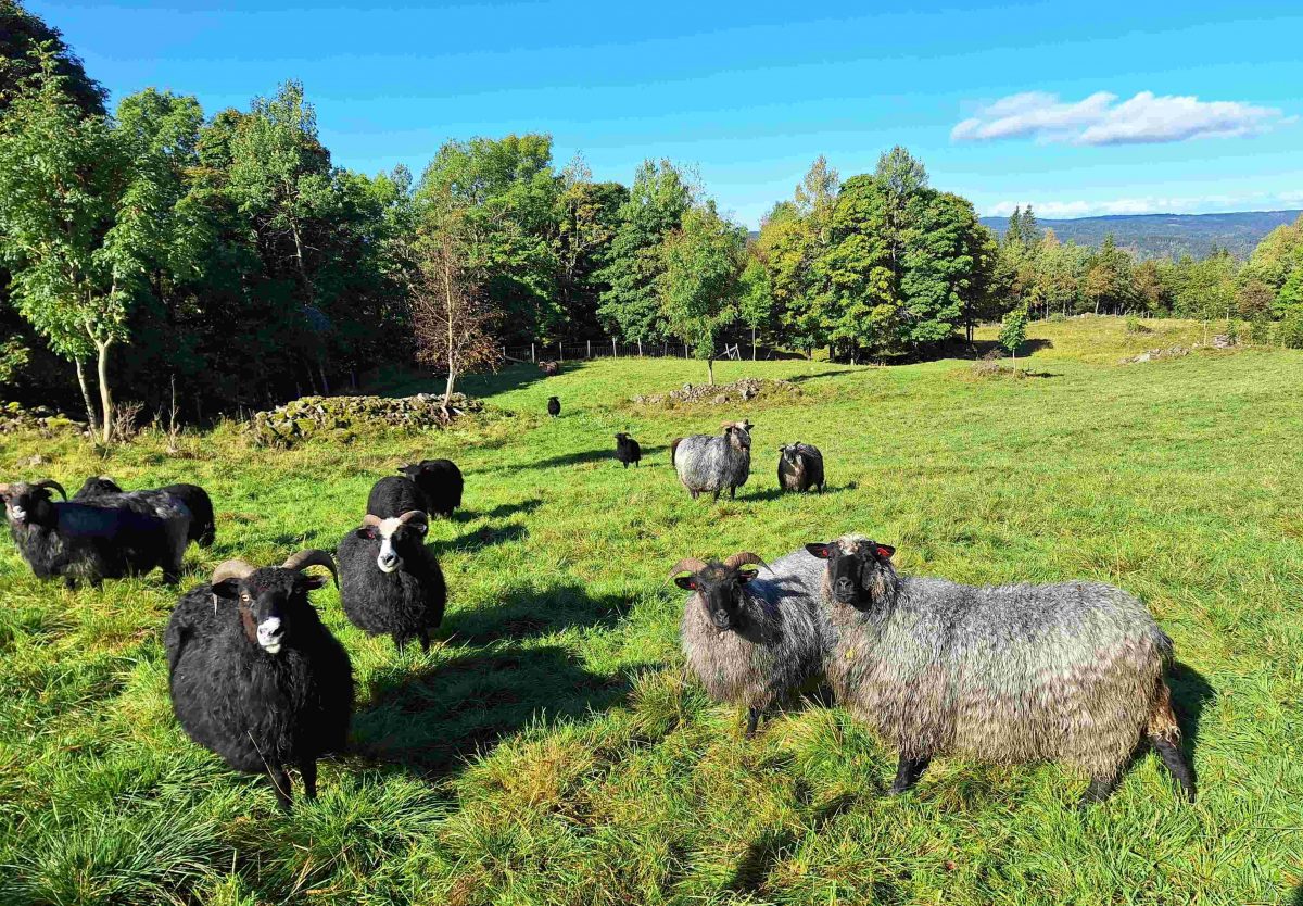 Sauer på Lyngheisenteret