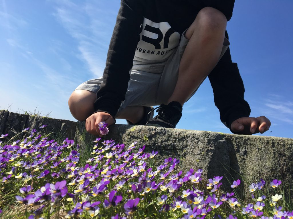 Seaside flowers